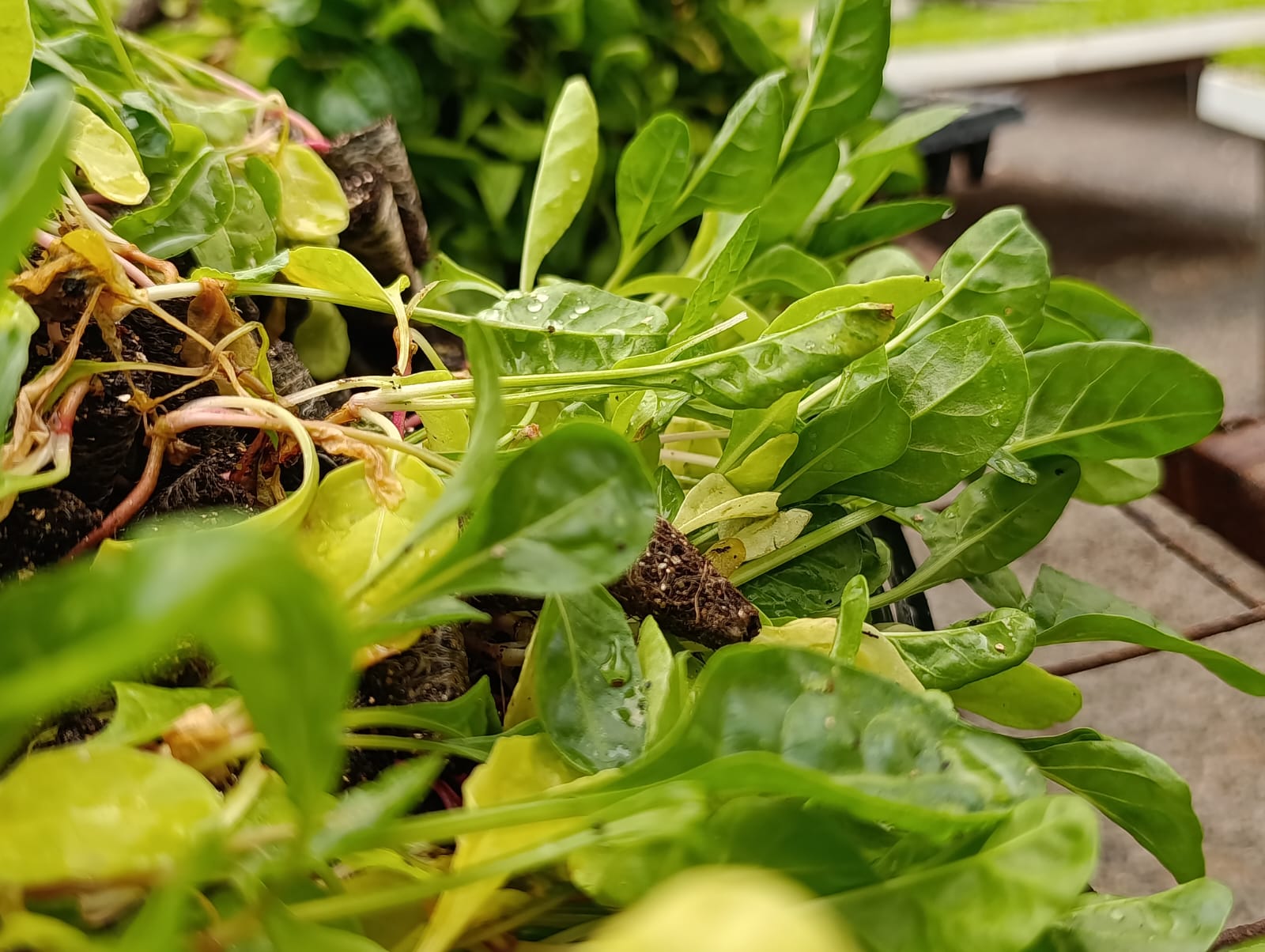 Spinach Thumbnail